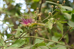 Capparis zeylanica