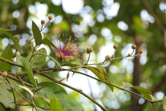 Capparis zeylanica