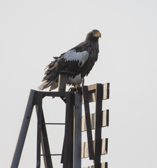 Haliaeetus pelagicus