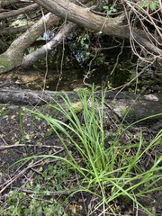 Carex geminata