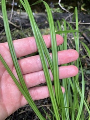 Carex geminata