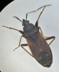 Eremocoris plebejus