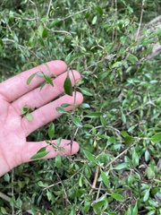 Coprosma ×cunninghamii