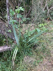 Phormium tenax