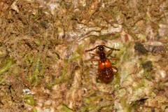 Pselaphinae