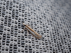 Crambus argyrophorus