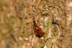 Pselaphinae