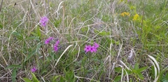 Phlox pilosa