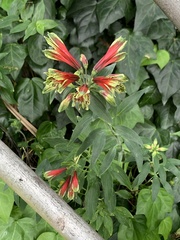 Alstroemeria psittacina