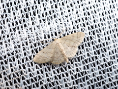 Idaea