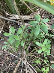 Pittosporum ralphii