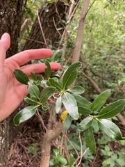 Coprosma ×cunninghamii