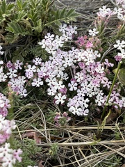 Junellia tridactylites