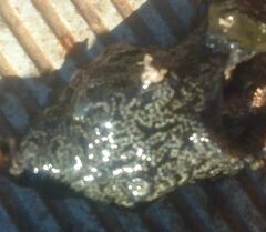 Distaplia bermudensis