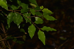 Syzygium francisii