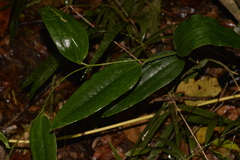 Ripogonum discolor