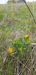 Lithospermum canescens