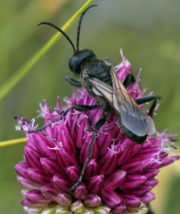 Sphex atropilosus