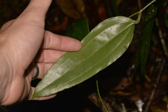 Ripogonum discolor