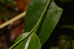 Ripogonum discolor