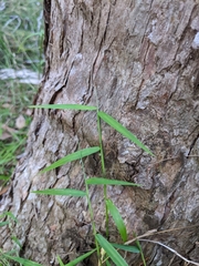 Ottochloa gracillima