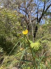 Ludwigia longifolia