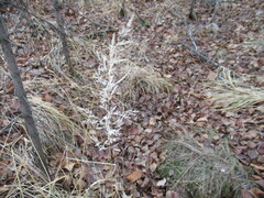Poa palustris