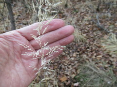 Poa palustris