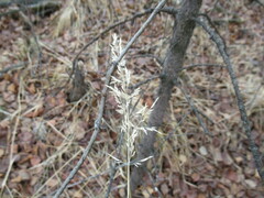 Poa palustris