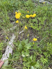 Calceolaria biflora