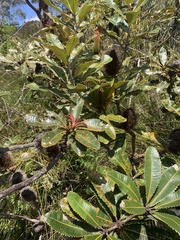 Banksia robur