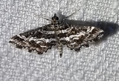 Diasemiopsis ramburialis