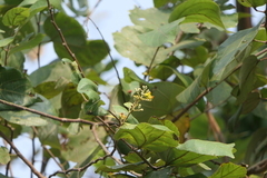 Grewia tiliifolia