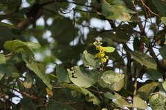 Grewia tiliifolia