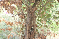Grewia tiliifolia