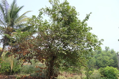 Grewia tiliifolia
