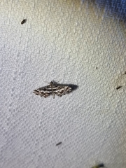 Diasemiopsis ramburialis