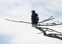 Haliaeetus pelagicus