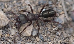 Rhytidoponera tasmaniensis