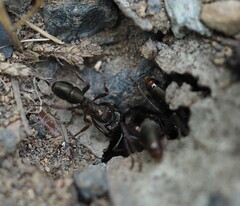 Rhytidoponera tasmaniensis