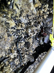 Emplectonema gracile