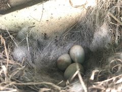 Motacilla capensis capensis