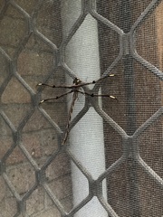 Telephlebia godeffroyi