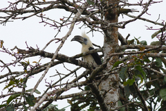 Berenicornis comatus