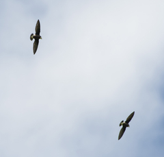 Hirundapus caudacutus