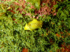 Doriopsilla areolata