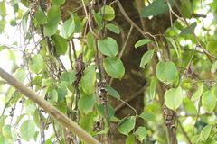 Celastrus paniculatus