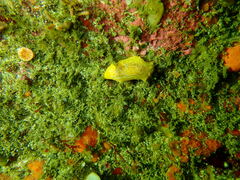 Doriopsilla areolata