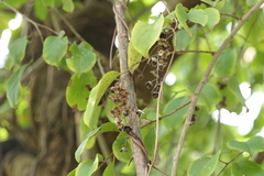 Celastrus paniculatus