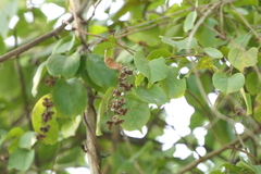 Celastrus paniculatus